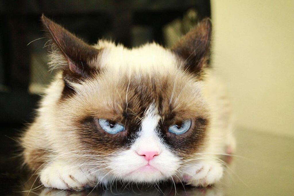 Meme do gato: 5 memes mais engraçados de pets - Blog da Cobasi